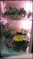 www.floristic.ru - Флористика. Продажа цветочного бизнеса.