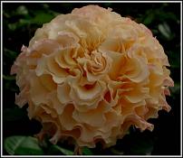 www.floristic.ru - .      