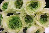 www.floristic.ru - .      