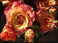 www.floristic.ru - .      