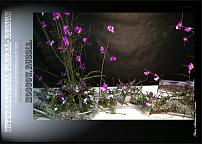 www.floristic.ru - .  