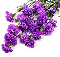 www.floristic.ru - .       .