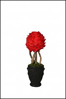www.floristic.ru - Флористика. Стабилизированные или консервированные растения - аналог искусственных цветов!