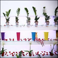 www.floristic.ru - .  "" (, )