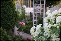 www.floristic.ru - Флористика. Фотографии вашего сада