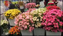 www.floristic.ru - . 9-    "Flowers&Hortech Ukraine 2015"