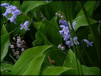 www.floristic.ru - .  .