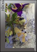 www.floristic.ru - .  