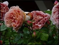 www.floristic.ru - . ""      