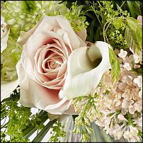 www.floristic.ru - .  "" (, )