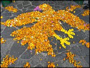 www.floristic.ru - .     (    )