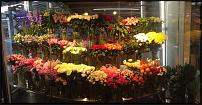 www.floristic.ru - .  "" (, )