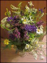 www.floristic.ru - Флористика. Полевые цветы