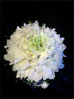 www.floristic.ru - .  .