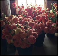 www.floristic.ru - .  "" (, )