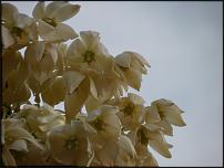 www.floristic.ru - . ""      