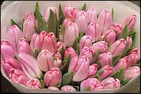 www.floristic.ru - .        Cash & Carry    .