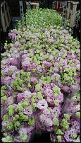 www.floristic.ru - .        Cash & Carry    .