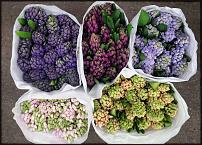 www.floristic.ru - .        Cash & Carry    .