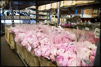 www.floristic.ru - .        Cash & Carry    .