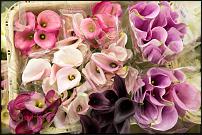 www.floristic.ru - Флористика. Компания «Цветы от Мачелюка» – это цветочный Cash & Carry в самом центре Москвы.