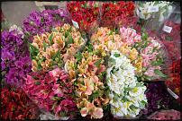 www.floristic.ru - .        Cash & Carry    .