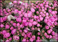 www.floristic.ru - .        Cash & Carry    .