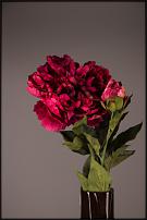 www.floristic.ru - .        Cash & Carry    .