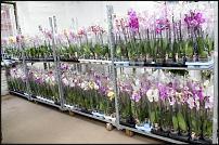 www.floristic.ru - .        Cash & Carry    .