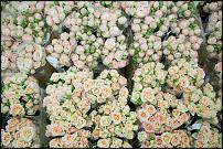 www.floristic.ru - .        Cash & Carry    .