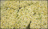 www.floristic.ru - .        Cash & Carry    .