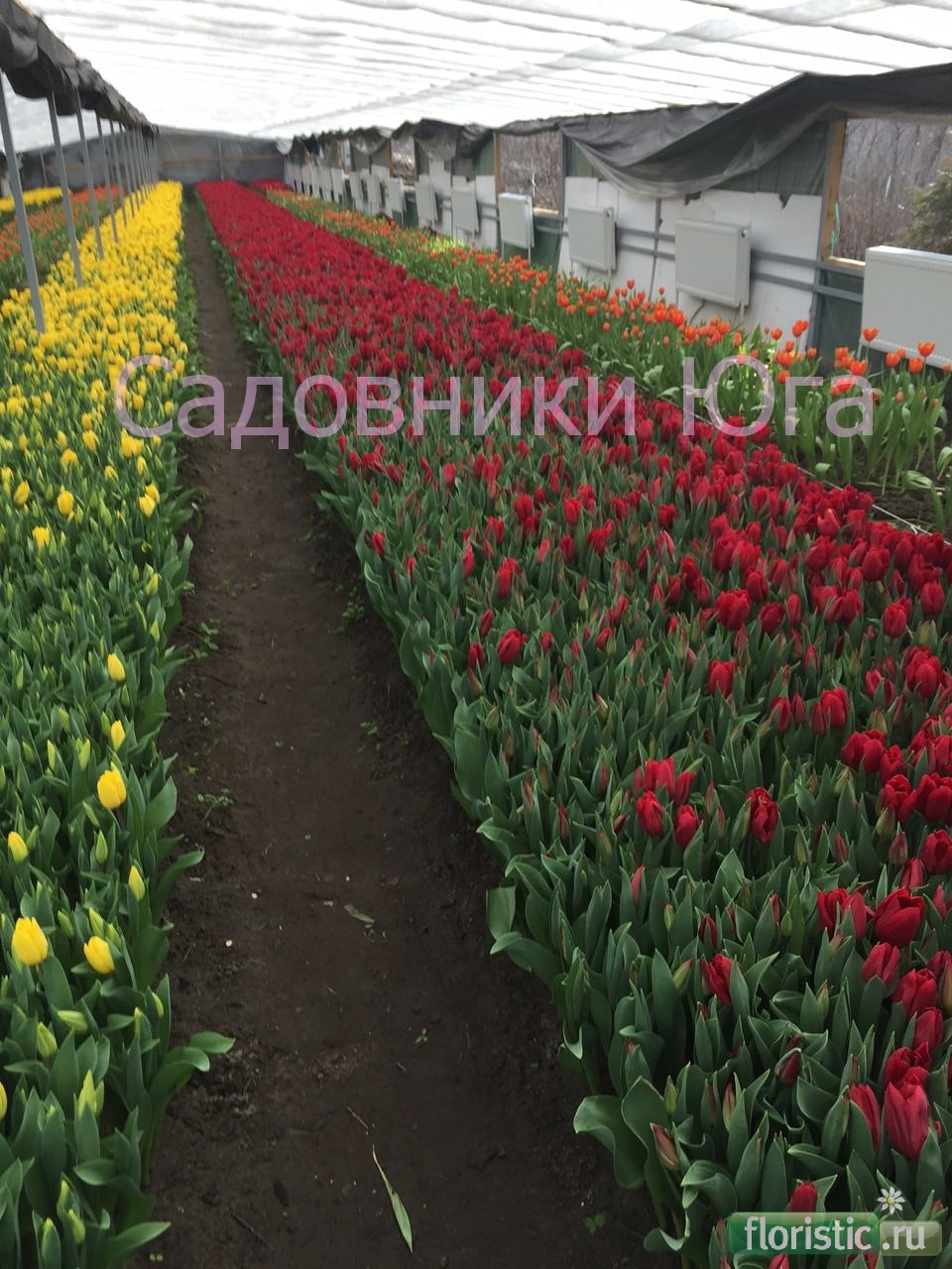 Фото Цветов Краснодарского Края Фото Цветов Краснодарского Края