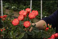 www.floristic.ru - .      . !