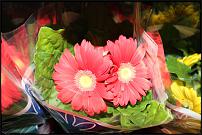 www.floristic.ru - .  -      