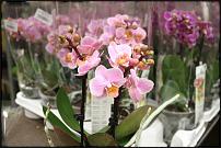 www.floristic.ru - .  -      