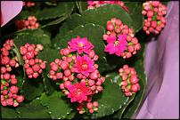 www.floristic.ru - Флористика. Цветочный аукцион