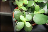 www.floristic.ru - Флористика. Цветочный аукцион