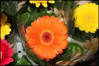 www.floristic.ru - .  -      