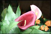 www.floristic.ru - Флористика. Цветочный аукцион
