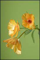 www.floristic.ru - .  - Ranunculus