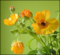 www.floristic.ru - .  - Ranunculus