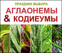 www.floristic.ru - .  -      