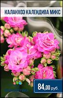 www.floristic.ru - .  -      