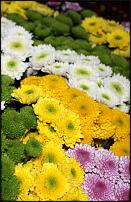 www.floristic.ru - .  -      