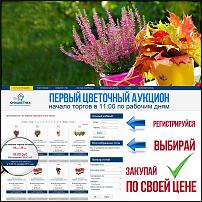 www.floristic.ru - .  -      