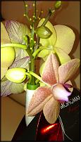 www.floristic.ru - .  