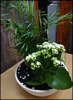 www.floristic.ru - . .   