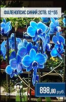 www.floristic.ru - .  -      
