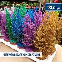 www.floristic.ru - .  -      