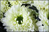 www.floristic.ru - .  -      